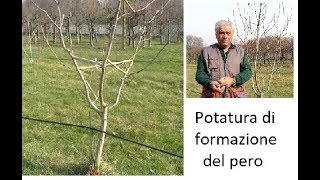 Potatura di formazione del pero [upl. by Daiz]