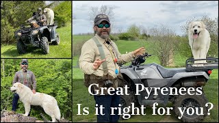 Great Pyrenees  Is It Right For You [upl. by Josie]