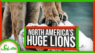 The Mysterious Gigantic Lions That Used to Roam North America [upl. by Jenine]