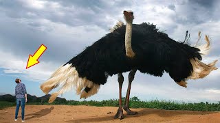 10 BIGGEST BIRDS In The World [upl. by Oswin]