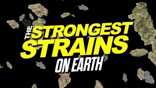 2015 Strongest Strains On Earth [upl. by Meris]