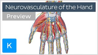 Neurovasculature of the Hand preview  Human Anatomy  Kenhub [upl. by Bridges]