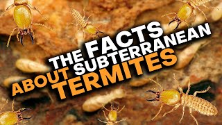 Subterranean Termites What You Need To Know [upl. by Lawford609]