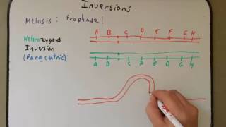 Chromosomal Inversions [upl. by Gilson]