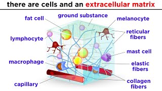 Types of Tissue Part 2 Connective Tissue [upl. by Morven]