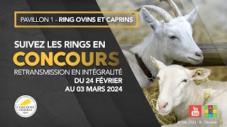 Ring Ovins et Caprins 25022024 [upl. by Cleave]