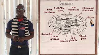 12 The Chloroplast Biology Form 1 [upl. by Lindi433]