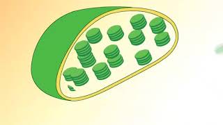 Structure of Chloroplast [upl. by Lowell994]