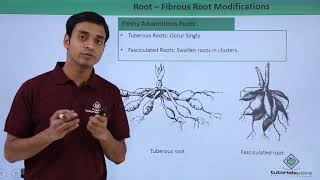 Class 11th – Root  Fibrous Root Modifications  Morphology of Flowering Plants  Tutorials Point [upl. by Ramraj949]