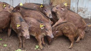 Kiefro Wild Boar Farm Sustainably ethically raised meat thats extraordinarily flavourful [upl. by Cirdor]