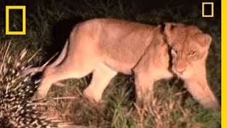 Porcupine vs Lions  National Geographic [upl. by Ahseyt527]