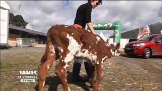 Le concours de bovins de la Foire du Mans [upl. by Zeuqirdor]