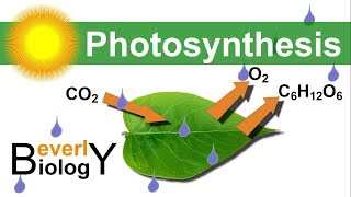 Photosynthesis in detail [upl. by Kieryt]