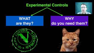 Controlled Variables and Experimental Controls [upl. by Ellives]