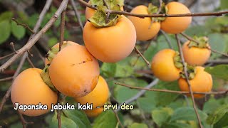 Japanska jabuka kaki prvi deo [upl. by Gnoh]