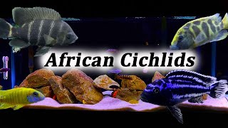 All About African Cichlids  What Type Should You Buy [upl. by Lise]