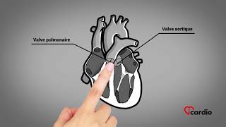 Anatomie du coeur  version française [upl. by Tihor249]