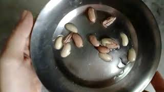 Observing Seed Coat Cotyledon And Embryo In A Seed [upl. by Recha]