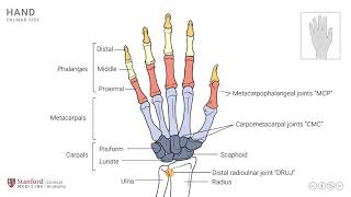 Anatomy of the Upper Limb Osteology of Hand and Wrist Joint [upl. by Targett]