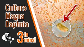 How to culture DAPHNIA MAGNA  The easy way [upl. by Montagna]