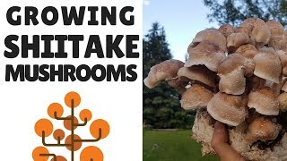 Growing Shiitake Mushrooms [upl. by Giulietta]