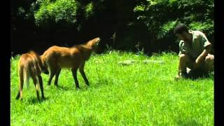 AguaraÌ GuazuÌ Peligro De ExtincioÌn  Zoo Bichos [upl. by Accissej]