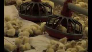 The Broiler Industry [upl. by Retxed]