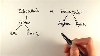 AS Biology  Intracellular vs Extracellular enzymes OCR A Chapter 41 [upl. by Leyes95]