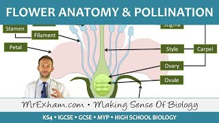 Plant reproduction  Flower anatomy and pollination  GCSE Biology 91 [upl. by Annenn122]