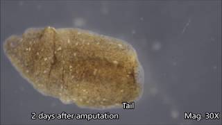 Planaria Regeneration Timelapse [upl. by Novets987]