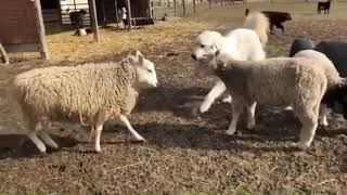 Great Pyrenees Breaks up Fight [upl. by Eifos]