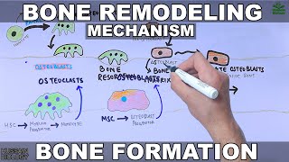 Bone Remodeling Mechanism [upl. by Zakaria]