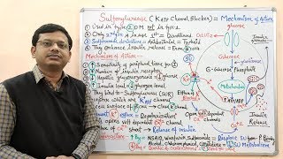 Diabetes Mellitus Part10 Mechanism of Action of Sulfonylurease  Antidiabetic Drugs  Diabetes [upl. by Nanaek]