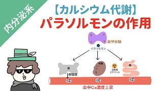 【カルシウム代謝】パラソルモンとカルシトニンの作用機序 [upl. by Aesoh]