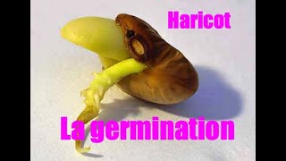 La germination du haricot [upl. by Anyah]