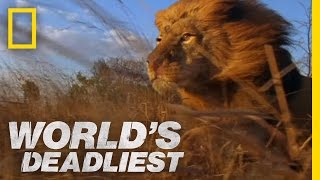 Lion Pack vs Buffalo  Worlds Deadliest [upl. by Nyre217]