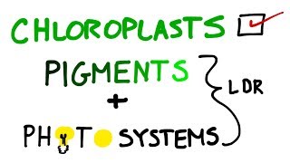 Chloroplasts Pigments And Photosystems in Photosynthesis [upl. by Novaat]