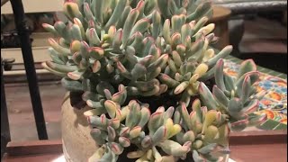 Cotyledon Variegated Family With Name [upl. by Pulchia]