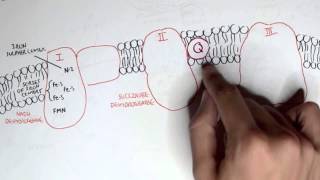 PART I  Oxidative Phosphorylation Electron Transport Chain [upl. by Diannne]