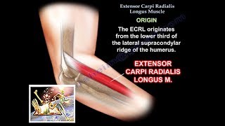 Extensor Carpi Radialis Longus  Everything You Need To Know  Dr Nabil Ebraheim [upl. by Adnilreb]