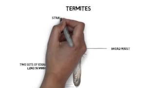 Ants Vs Termites How to tell the difference [upl. by Yajeet681]