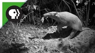 Armadillo Different Species [upl. by Cresa]