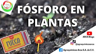 LA IMPORTANCIA DEL FÓSFORO EN LAS PLANTAS [upl. by Tisbe]