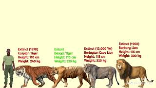 Lions VS Tigers Size Comparison [upl. by Hachmann667]