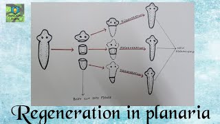 Regeneration in planaria  Class 10 Science [upl. by Winikka773]