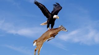 WoW Amazing Eagles Hunting [upl. by Ramburt]