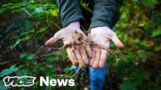 The Hunt For Wild Ginseng In Appalachias Semilegal And Highly Lucrative Market [upl. by Ardene410]