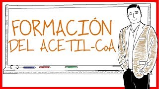 La Formación del AcetilCoA [upl. by Pierette]