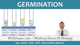 Plant reproduction  Germination  GCSE Biology 91 [upl. by Taka135]