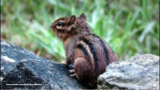 Chipmunk Calling quotChip Chip Chipquot [upl. by Plusch]